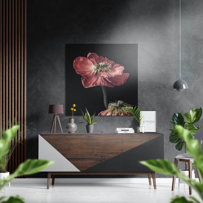 Pink Poppy on Black Brushed Aluminium Dibond Wall Art