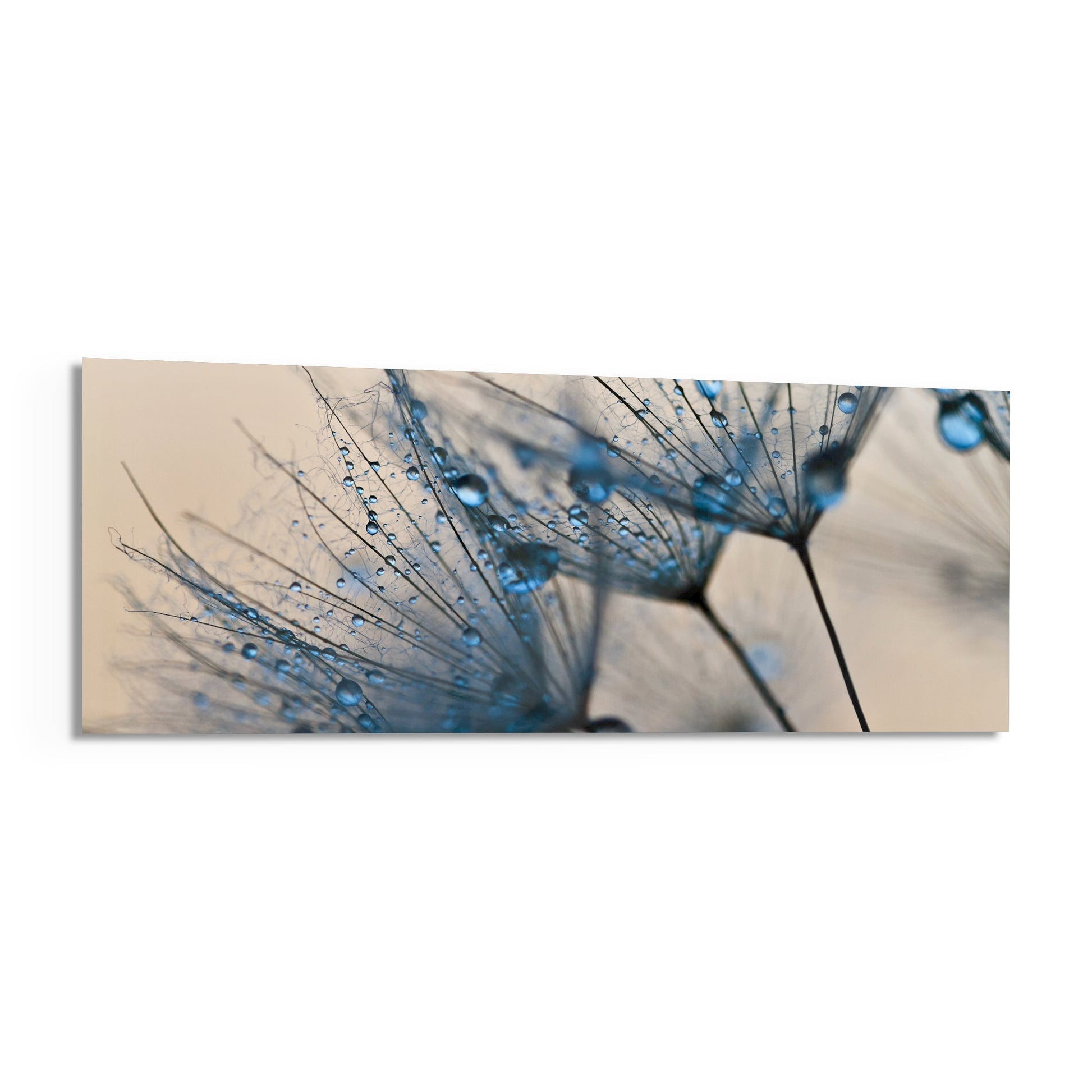 Close-up macro photograph of dandelion seedhead with blue water droplets against soft beige background, displayed as horizontal glass wall art.