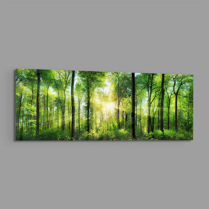Sunburst Through Green Beech Forest Glass Wall Art
