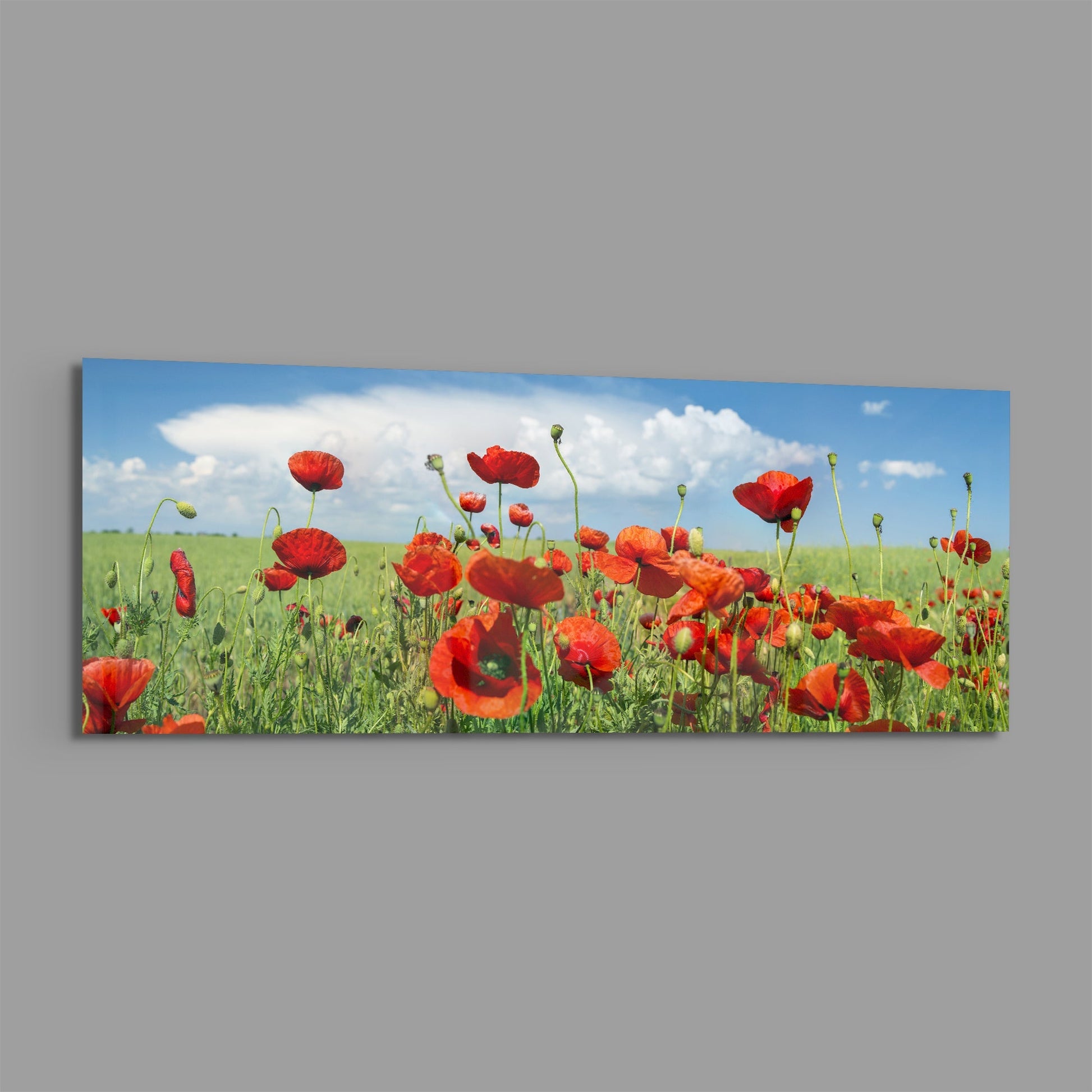 Red poppies in a green field under blue sky with white clouds displayed on a wide rectangular glass panel.