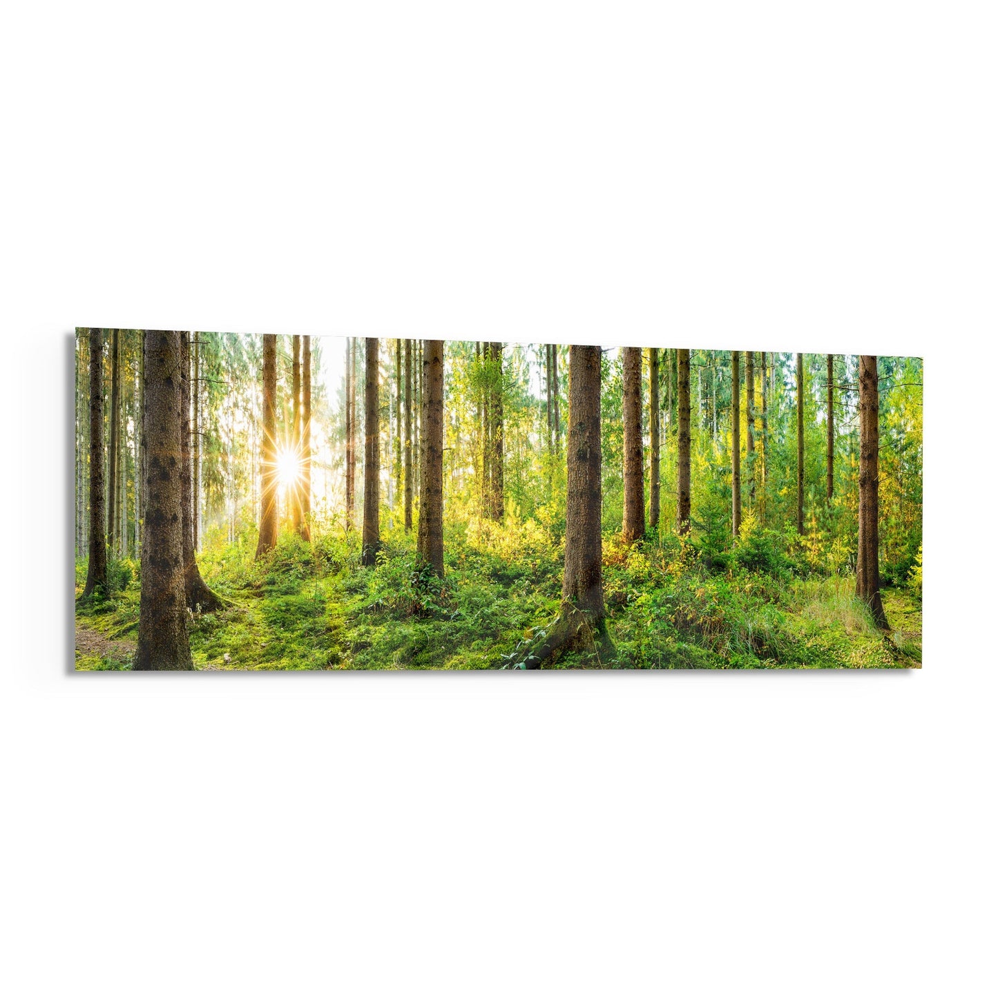 Starburst Sun Mossy Pine Forest Glass Wall Art