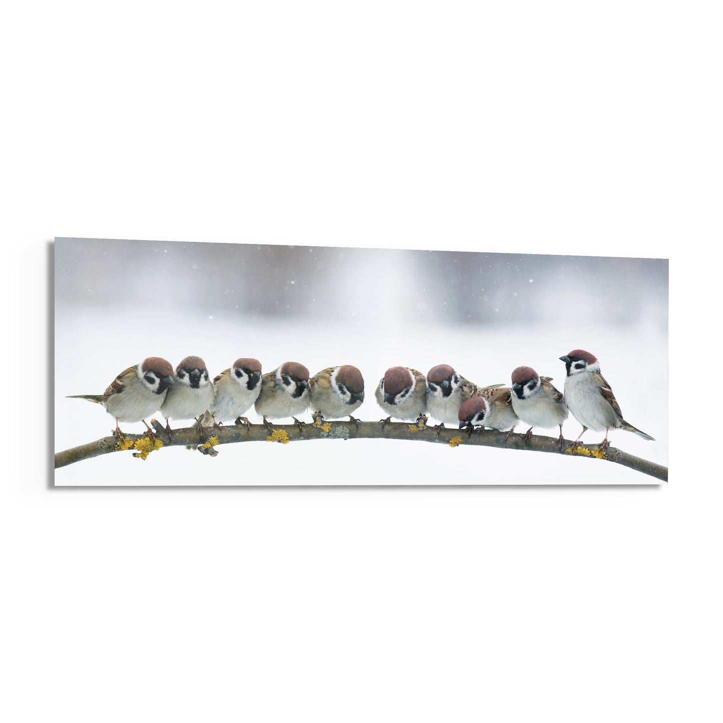 Snowy Sparrow Flock Lichen Branch Glass Wall Art