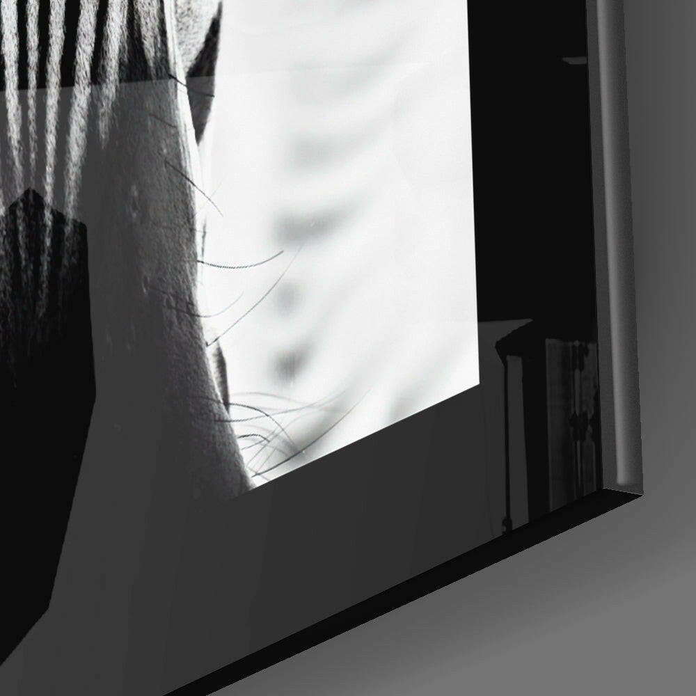 Backlit Zebra Gaze Glass Wall Art