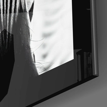 Backlit Zebra Gaze Glass Wall Art