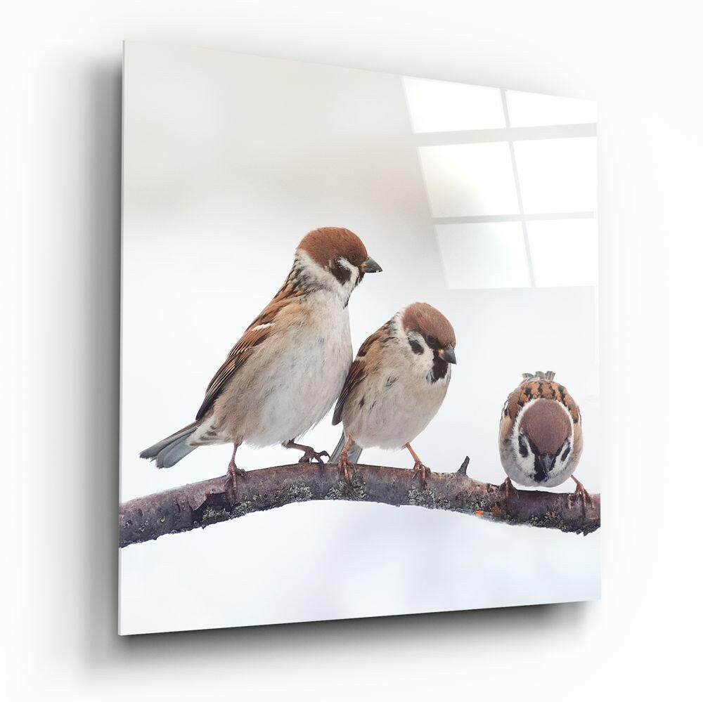 Three Sparrows On Snowy Branch Glass Wall Art