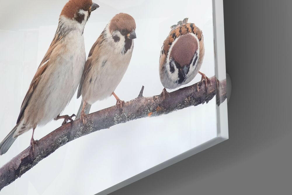 Three Sparrows On Snowy Branch Glass Wall Art