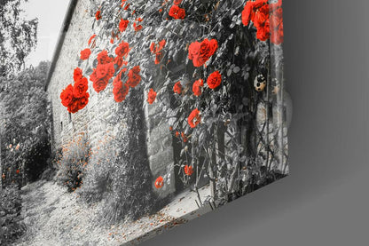 Red roses climbing ivy on weathered stone wall, black and white with red color accent photography.