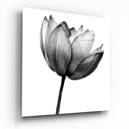 Translucent Gray Tulip Glass Wall Art