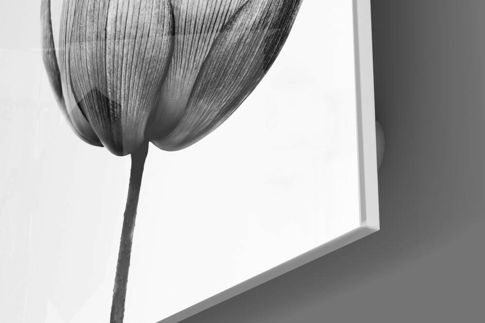 Translucent Gray Tulip Glass Wall Art