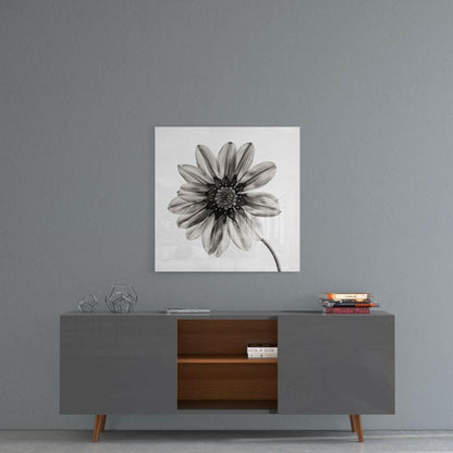 Backlit Monochrome Daisy Glass Wall Art