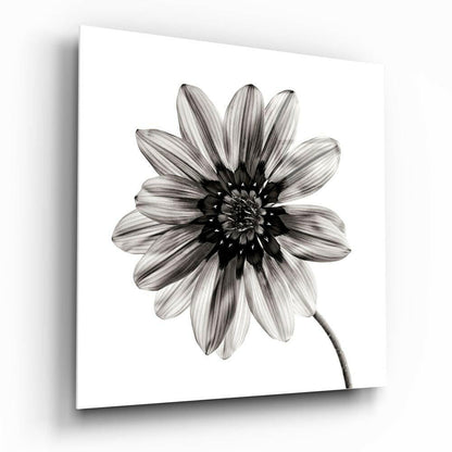 Backlit Monochrome Daisy Glass Wall Art