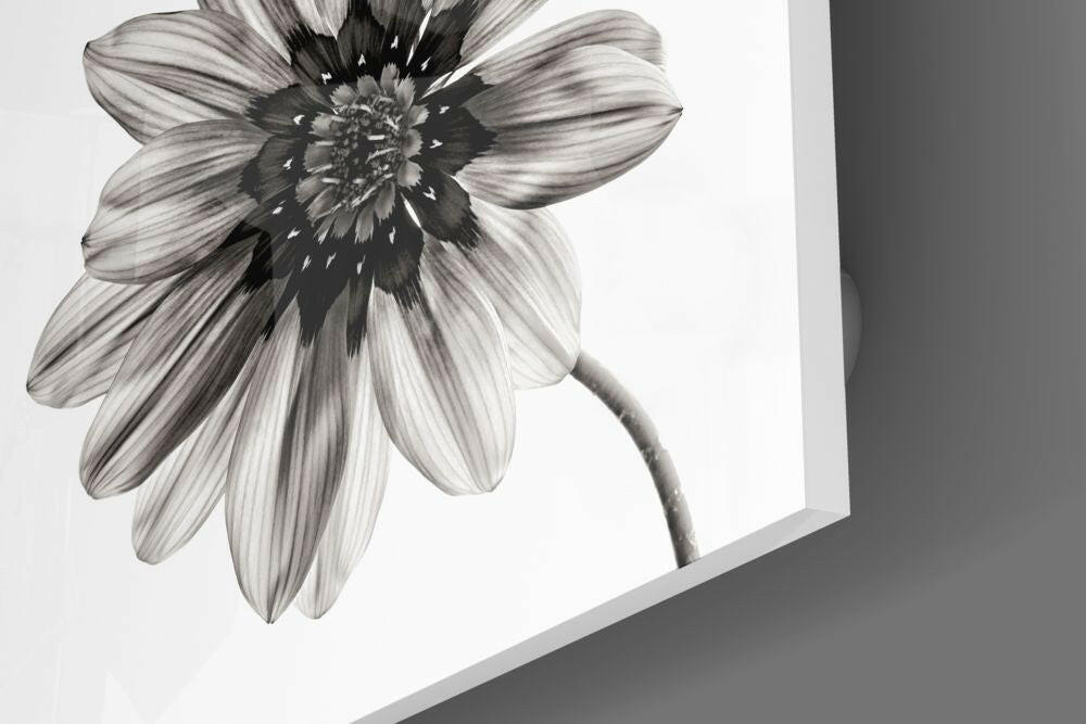 Backlit Monochrome Daisy Glass Wall Art