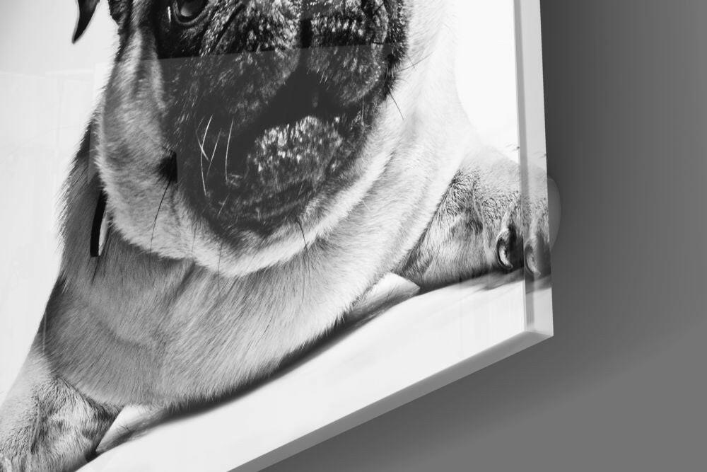 Wide Eyed Pug Portrait Close Up Glass Wall Art