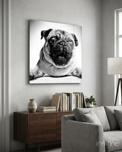 Wide Eyed Pug Portrait Close Up Glass Wall Art