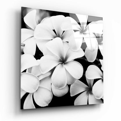 White Frangipani Blooms Monochrome Glass Wall Art