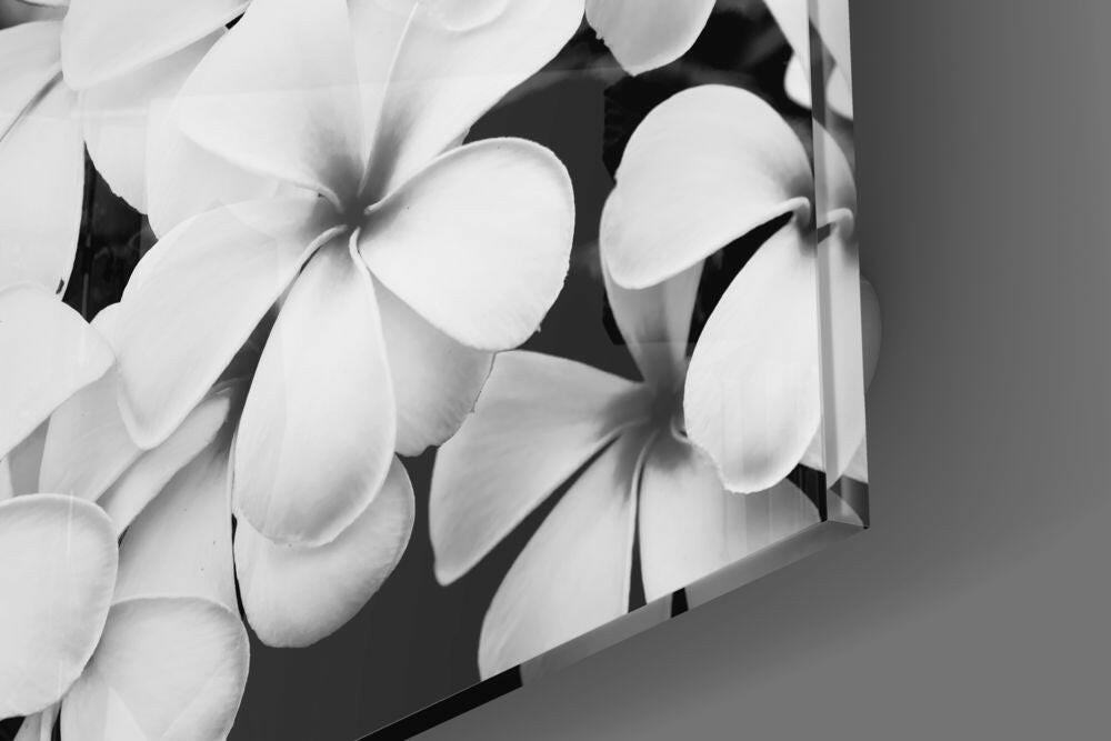 White Frangipani Blooms Monochrome Glass Wall Art