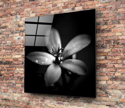 Dark Backlit Dewdrop Bloom Glass Wall Art