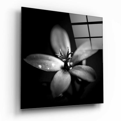 Dark Backlit Dewdrop Bloom Glass Wall Art