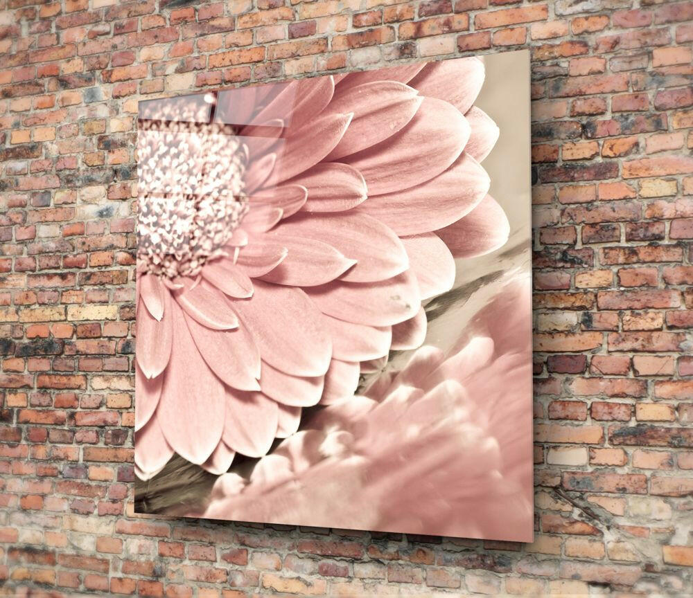Soft Pink Gerbera Daisy Macro Flower Glass Wall Art