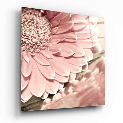 Soft Pink Gerbera Daisy Macro Flower Glass Wall Art