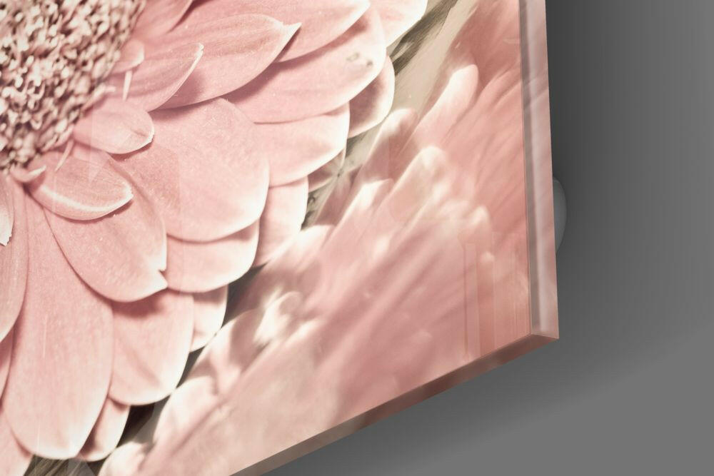 Soft Pink Gerbera Daisy Macro Flower Glass Wall Art