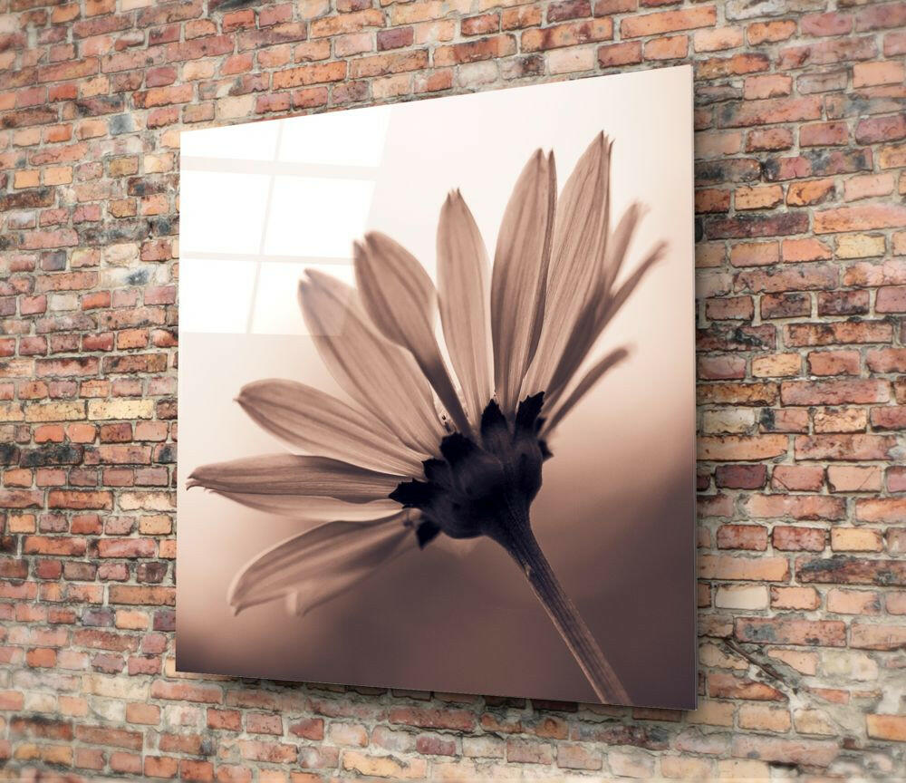 Sepia Backlit Daisy Glass Wall Art