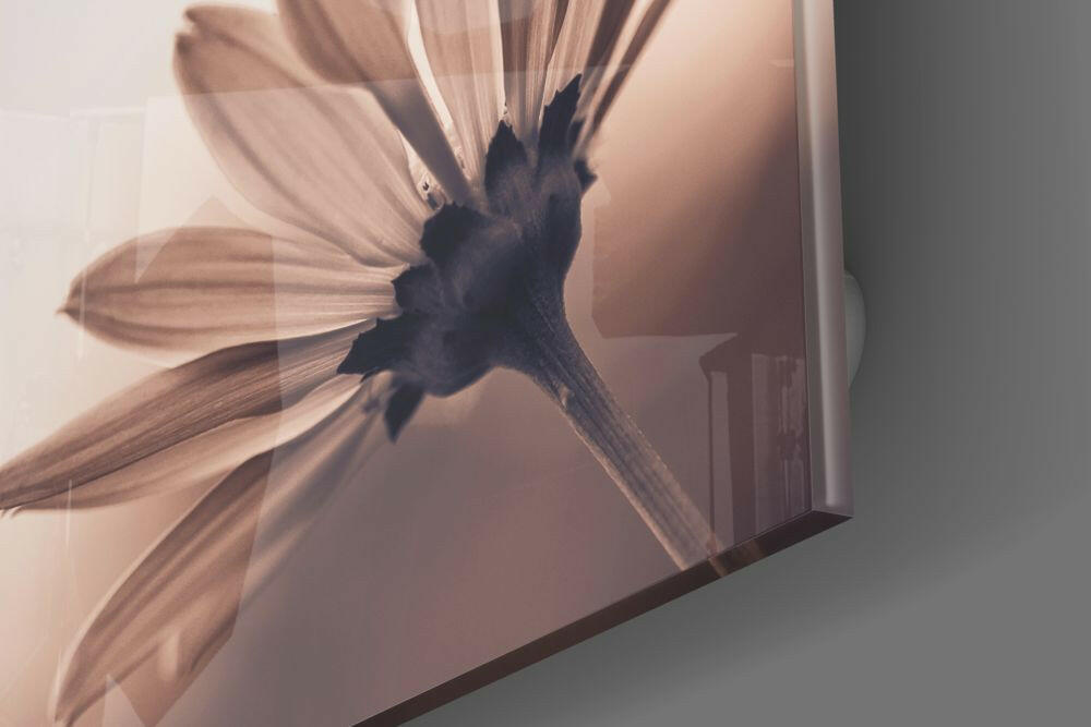 Sepia Backlit Daisy Glass Wall Art