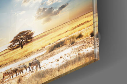 Glass wall art displaying zebras grazing in golden savanna landscape with acacia tree and sunset sky.