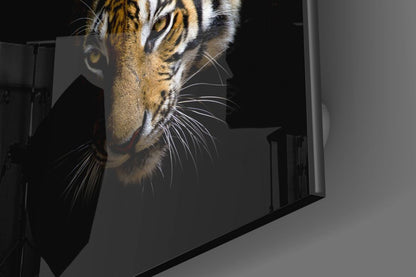 Golden Tiger Dark Backdrop Glass Wall Art
