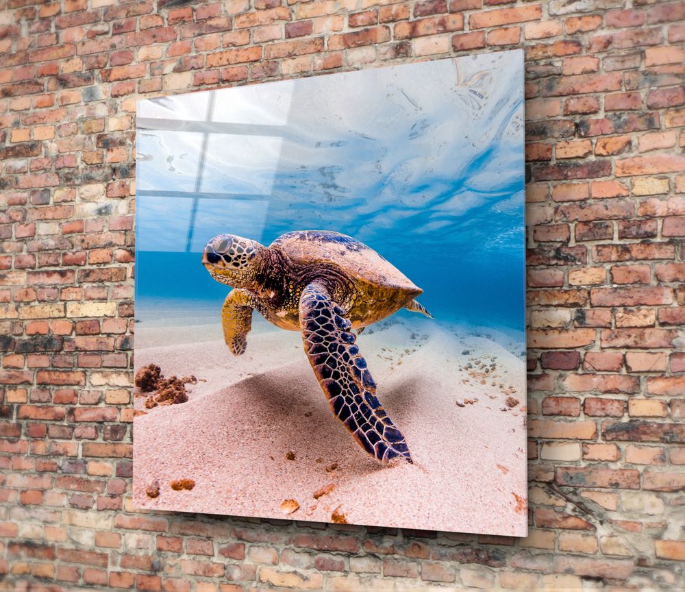 Green Sea Turtle Pink Seabed Glass Wall Art