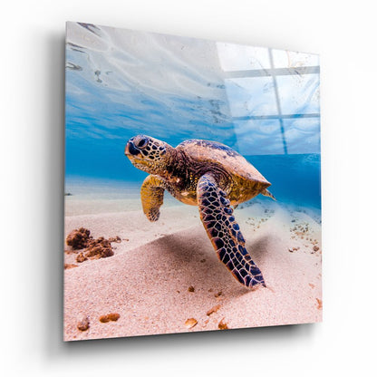 Green Sea Turtle Pink Seabed Glass Wall Art