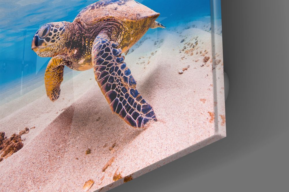 Green Sea Turtle Pink Seabed Glass Wall Art