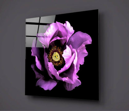 A vibrant magenta peony with yellow center displayed on black glass mounted on a gray wall, shown at an angle.