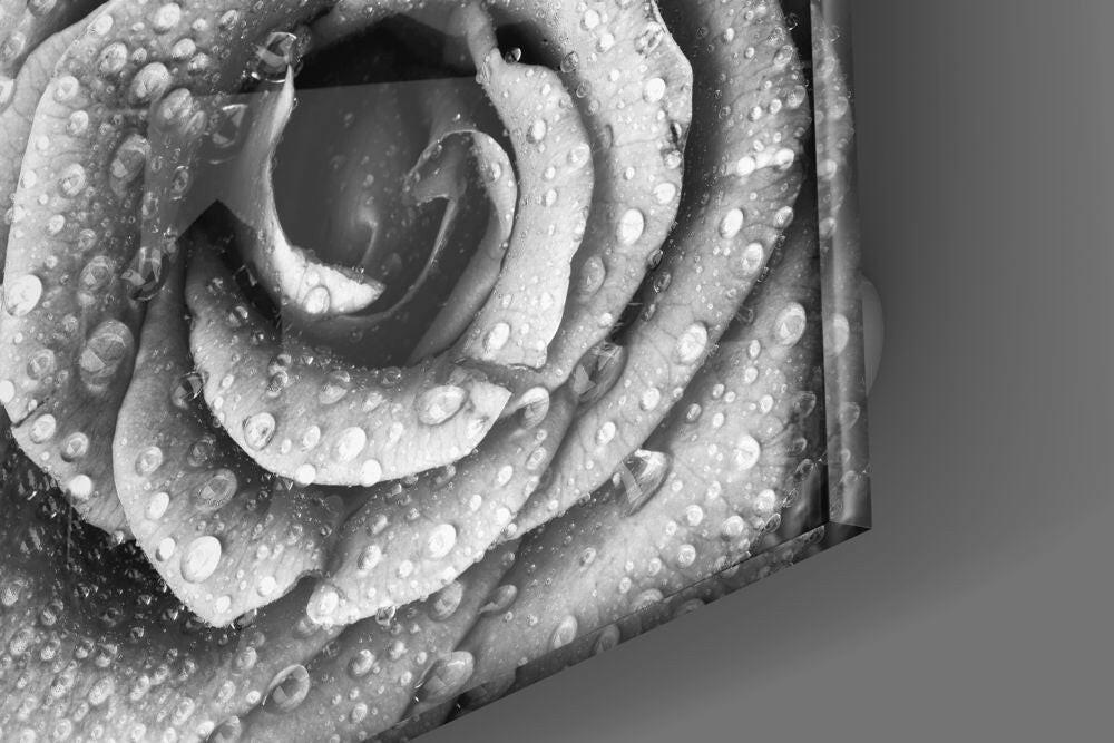 Black and White Dewy Rose Glass Wall Art