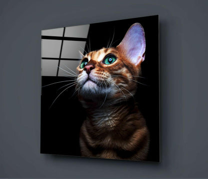 Tabby kitten with striking green eyes gazing upward on black glass panel mounted on gray wall.