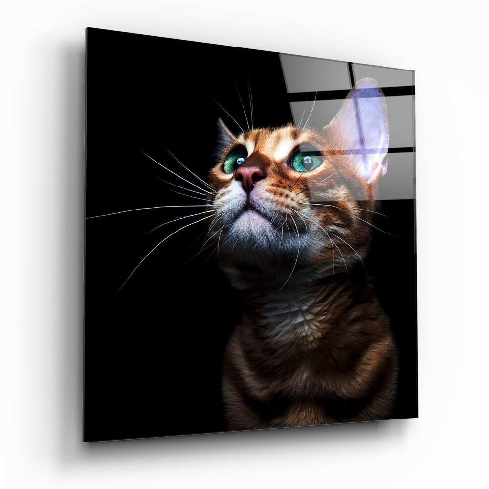 Tabby cat with striking turquoise eyes on black background, displayed on glass panel with visible mounting hardware.