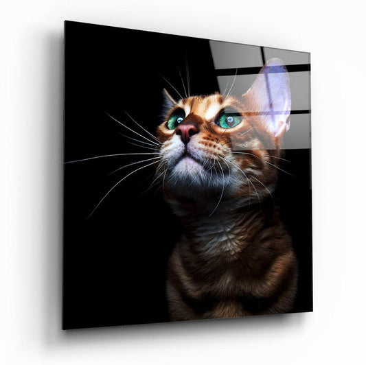 Tabby cat with striking turquoise eyes on black background, displayed on glass panel with visible mounting hardware.