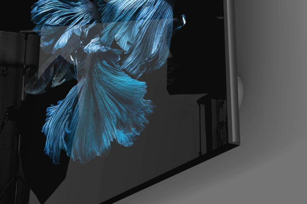 Sapphire Halfmoon Betta Fish Glass Wall Art