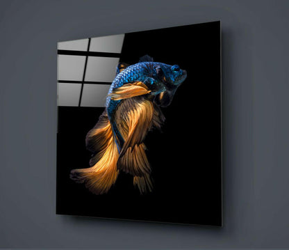 Blue Head Amber Tail Betta Fish Glass Wall Art