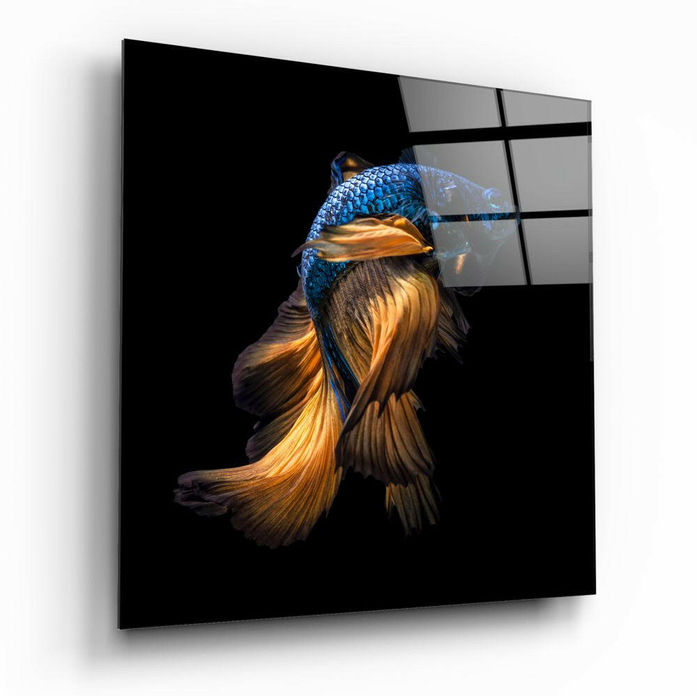 Blue Head Amber Tail Betta Fish Glass Wall Art
