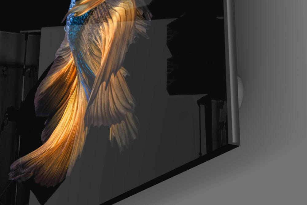 Blue Head Amber Tail Betta Fish Glass Wall Art