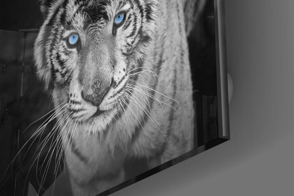 Blue Eyed White Tiger Glass Wall Art