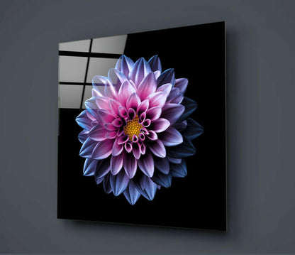 Pink and Blue Dahlia Bloom on Black Glass Wall Art