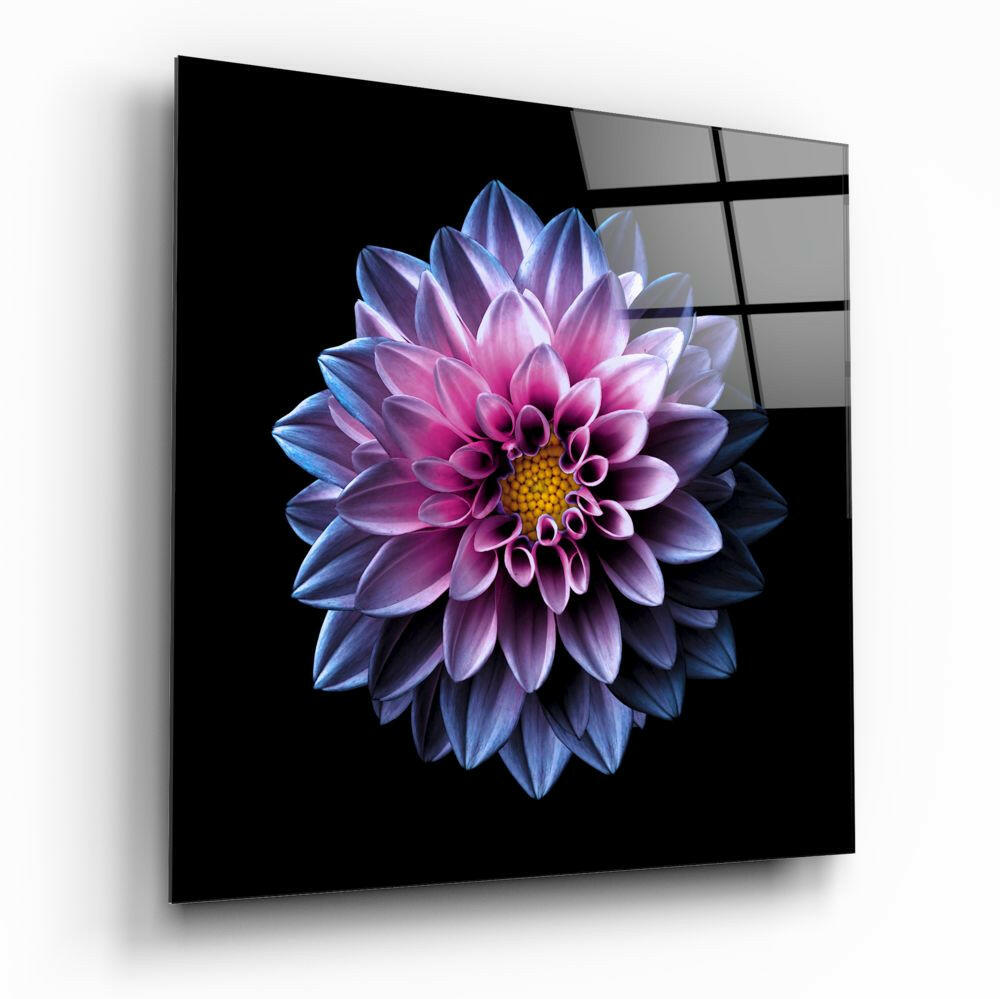 Pink and Blue Dahlia Bloom on Black Glass Wall Art