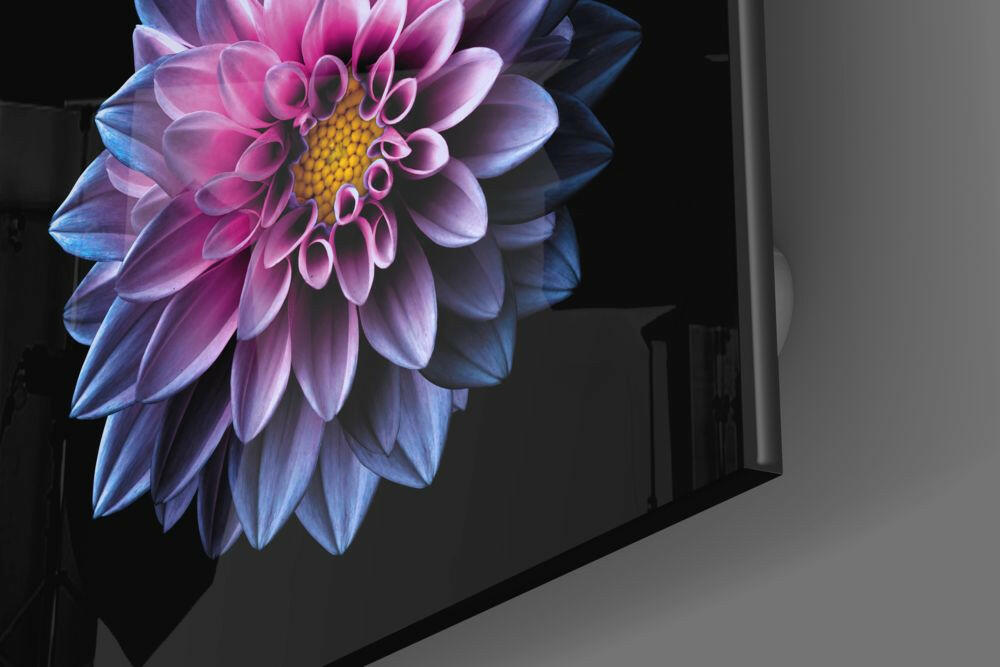 Pink and Blue Dahlia Bloom on Black Glass Wall Art