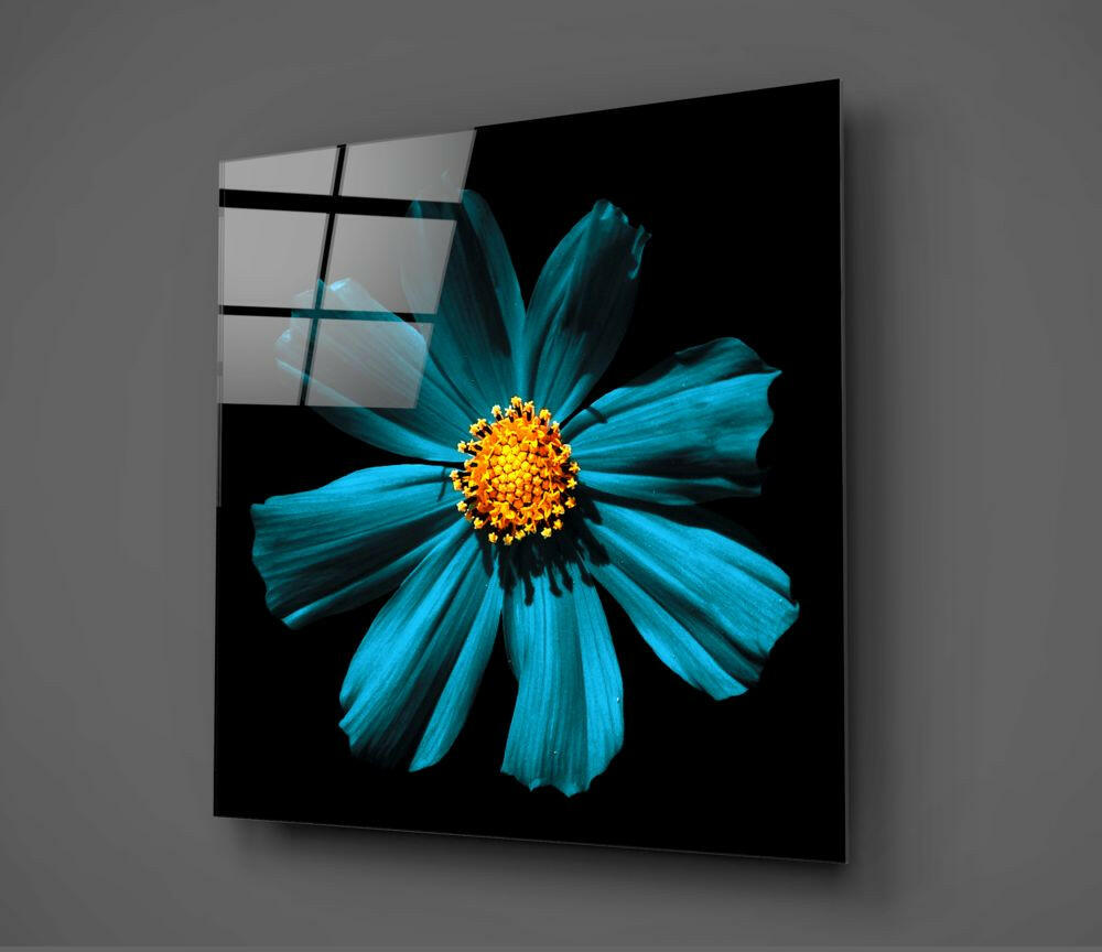 Turquoise Cosmos Bloom On Black Glass Wall Art