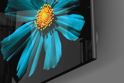 Turquoise Cosmos Bloom On Black Glass Wall Art