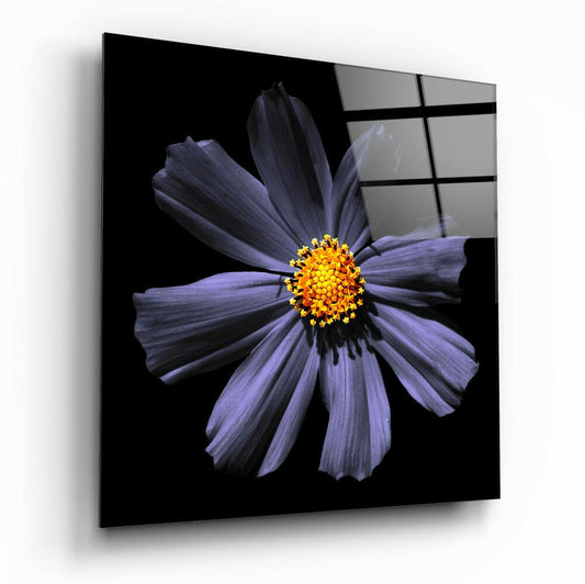 Purple cosmos flower with bright yellow center displayed on black glass panel, angled perspective showing glass thickness and window grid reflection.