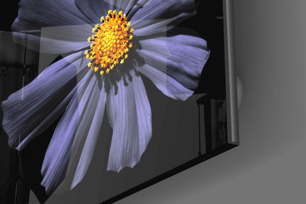 Purple Cosmos Bloom With Yellow Center Glass Wall Art