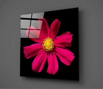Magenta Cosmos Yellow Center Bloom Glass Wall Art